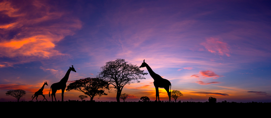 Adventure in the African Savanna