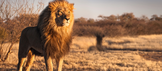 Experience Africa Like Never Before