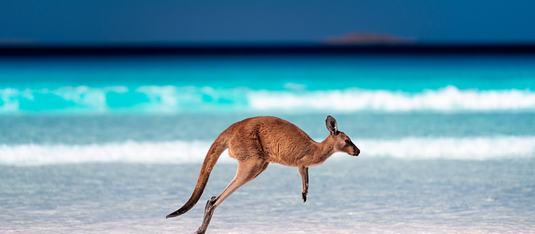 See Australia's Vast Wildlife!