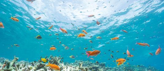 Adventure Through The Seas!