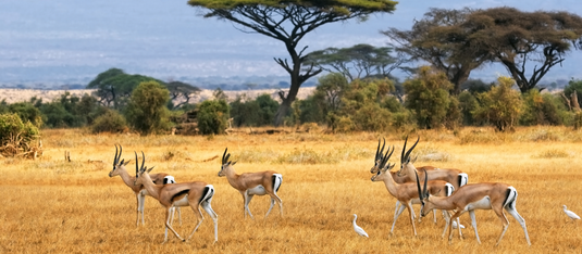 Add-On Hunt In South Africa