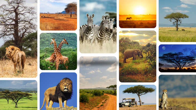Load image into Gallery viewer, South Africa November 2026
